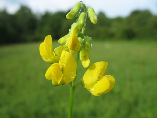 Gesse des prés Lathyrus pratensis